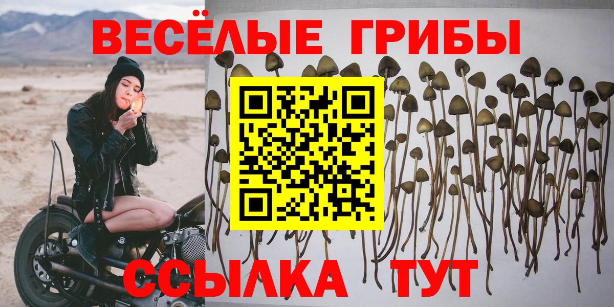 Петропавловск-Камчатский  купить наркоту  Галлюциногенные грибы Magic Shrooms  Вход с VPN  Псилоцибиновые грибы Psilocybe 