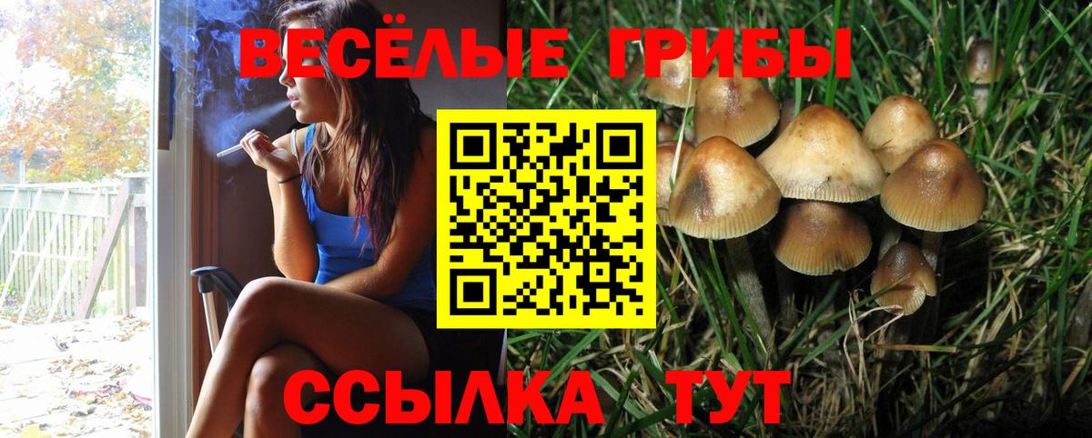 Псилоцибиновые грибы Psilocybe Петропавловск-Камчатский